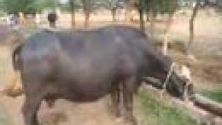 preview picture of video 'Awesome Cow in Pakistan'