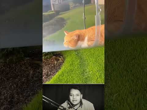 Cat Playing Inside Pipe 😹