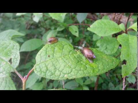 Leucochloridium paradoxum