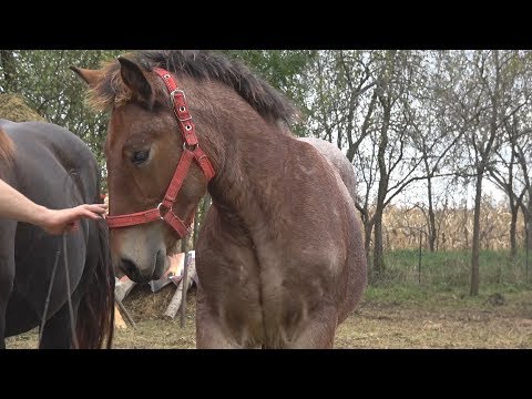 Iepele lui Cipri de la Borsa, Cluj  11 oct. 2017