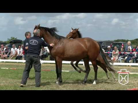 NF247 Stutfohlen von Million Dollar - Carthago - Quidam de Revel