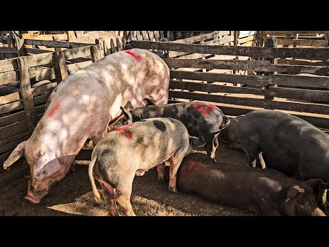 FEIRA DE CARNEIROS E SUÍNOS DE CACHOEIRINHA PE, QUINTA FEIRA, (11/12/25) #nordeste