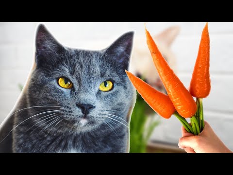 Can A Cat Have A Vegetarian Or Vegan Diet?