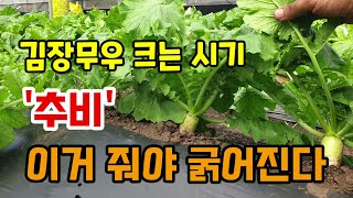 김장무우 크고굵어지는 시기 nk비료만 주지 말고 무우추비 이거 줘야 굵어지고 달고 아삭아삭합니다.