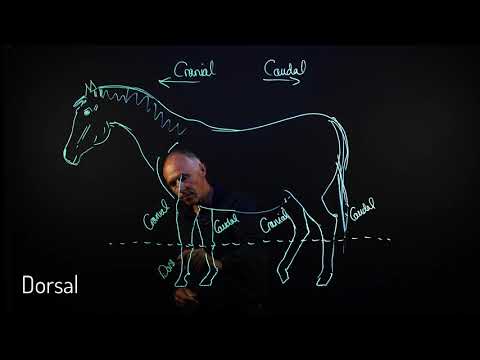 KPU Anatomical terms of the equine limbs
