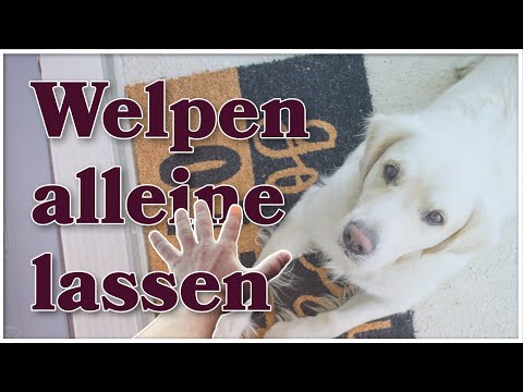 Welpen ALLEIN lassen - Hund an's Alleinsein gewöhnen ► Schritt für Schritt ► So geht's richtig