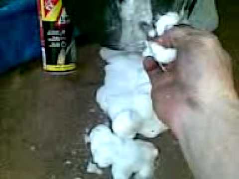 Holts Tyre Weld : Complete Shit