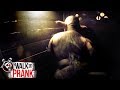 Pig Monkey Walk The Prank Disney XD