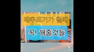 김장배추 재배 포기찰때 무,배추해충3가지 비료3가지
