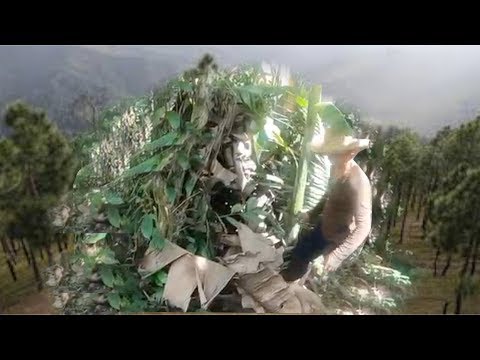 Primitive Life: Making A Camouflage House Using Banana Leave