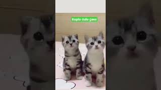 Download lagu kucing lucu dan imut mendadak koplo😁😁 #shorts #youtubeshorts mp3