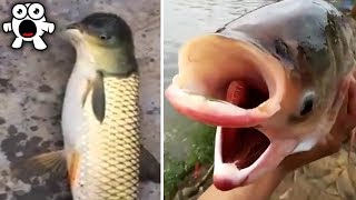 Peces Mutantes Extraños Invadiendo Las Aguas De Todo El Mundo