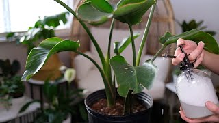 Bird of Paradise (Strelitzia Reginae) Care And Growing Guide - Plant Mom Care