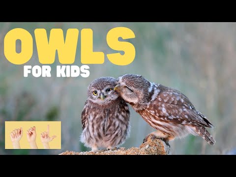 兒童 ASL 貓頭鷹 (ASL Owls for Kids)