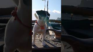 Doggie Cruise in Philippines 🌴🇵🇭🔥 ⚓️#philippines  #food  #travel #vlog #viral