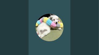 ドレミの歌グレートピレニーズ がゲリラライブ配信中!お留守番ドレミん!
