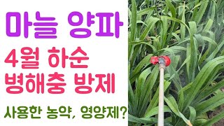 마늘&양파???? 4월하순 병해충 방제???? 사용한 농약, 영양제는? 왜?