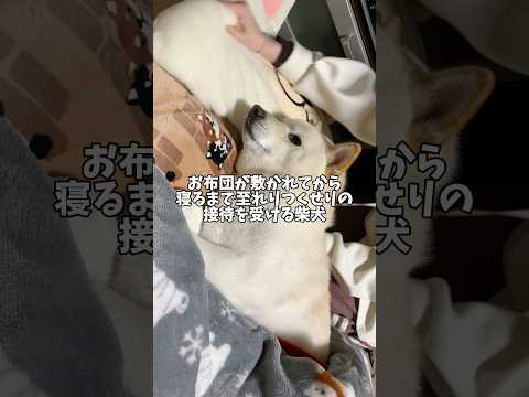 お布団が敷かれてから寝るまで至れり尽くせりの接待を受ける柴犬　#shorts #柴犬 #犬 #dog