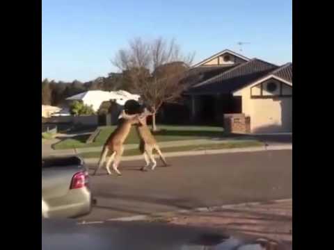 Khi Kangaroo oánh ghen