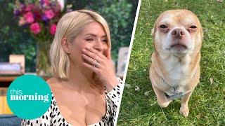 Holly Loses it Over 'Demonic' Chihuahua's Adoption Plea | This Morning
