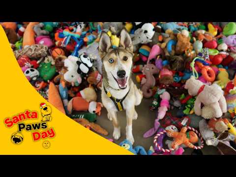 It’s Santa Paws Day! The day when every rescue dog chooses their own Christmas present 💛