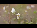Relaxing Music09