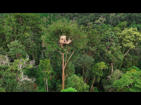 Beyond the Canopy – Building a Survival Shelter Beneath the Jungle Giants | Bushcraft skills