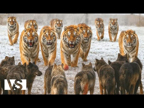 EGY ÉV SZIBÉRIÁBAN | Tizenkét hónap jég, éhség és állatok túlélése - Vadállat dokumentumfilm