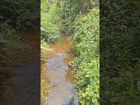 Tour em Pacatuba - Explorando a Natureza através da Trilha.