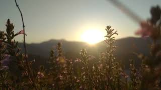 Download lagu Beautiful sunrise & flower || no copyright video || Natural mp3