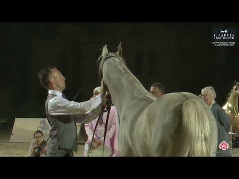 N.55 YOSRA DORRA - Egypt Arabian Horse Championship 2023 - Fillies 2 Years Old (Class 2B)