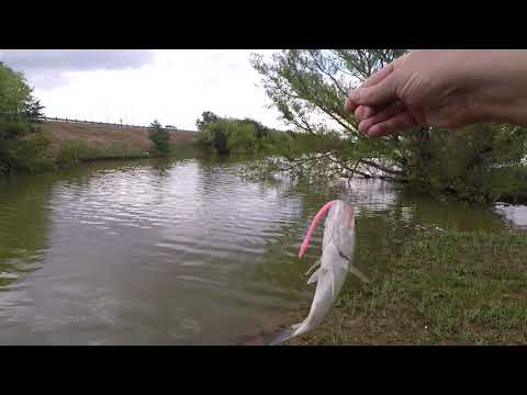 Second little bass in Lubbock Texas