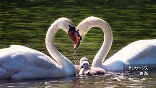 Download lagu サンサーンス：白鳥 mp3