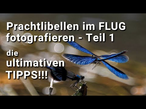 Prachtlibellen im Flug fotografieren Tipps und Tricks so geht es ganz einfach