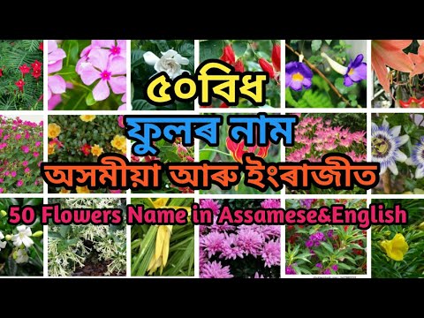 ৫০বিধ ফুলৰ নাম অসমীয়া আৰু ইংৰাজীত||50 Flowers name in Assamese&English||Assamese kids learning hub