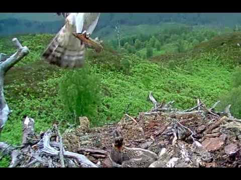 Aila the Loch Arkaig Osprey shows off her multi-tasking ability 22 Jun 2020