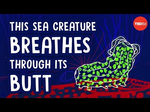 這隻海洋生物居然用屁股呼吸？！ (This sea creature breathes through its butt - Cella Wright)
