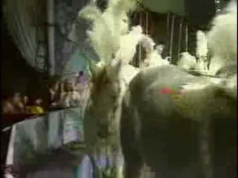 Diseuse und Schauspielerin Gisela May / Pferdedressur "Nacht der Prominenten", 1973