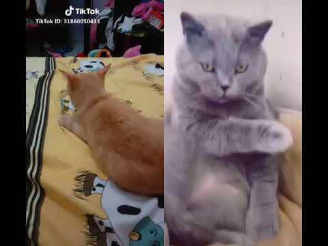 Funny cat........auto ngakak😝😝