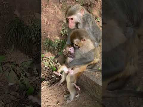 #monkeyeating  #DanceMonkey / #FunnyMonkey /  #FunnyMonkey / #dancemonkey  Ept:187