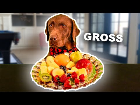 Labrador Retriever Trying Fruits For The First Time!