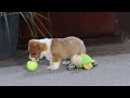 Welsh Corgi Pembroke dogs for sale: Hailey - Video 1