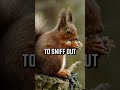 Drug Sniffing Squirrels To Join China S Police Shorts