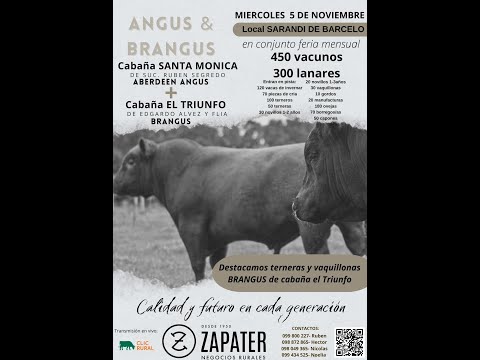 5/11/2025 Feria Mensual - Local Sarandi de Barceló -  Escritorio Zapater