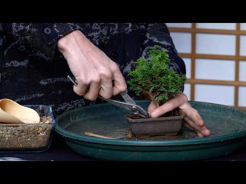Making a mini Hinoki cypress Bonsai tree