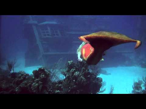 Splash.1984.720p (under water scene)