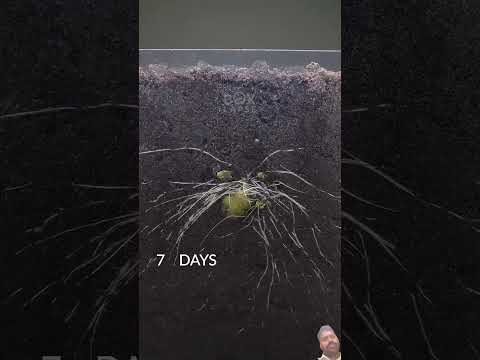 Potato Growing underground #timelapse