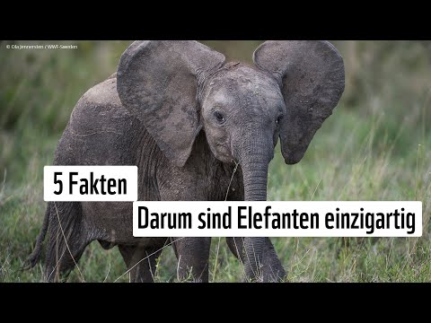 5 Fakten - Darum sind Elefanten einzigartig