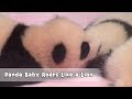 Have You Ever Heard A Panda Roar? | iPanda