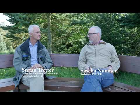 Wie sieht der Wald der Zukunft aus? Interview zum Thema Klimawandel und Wald